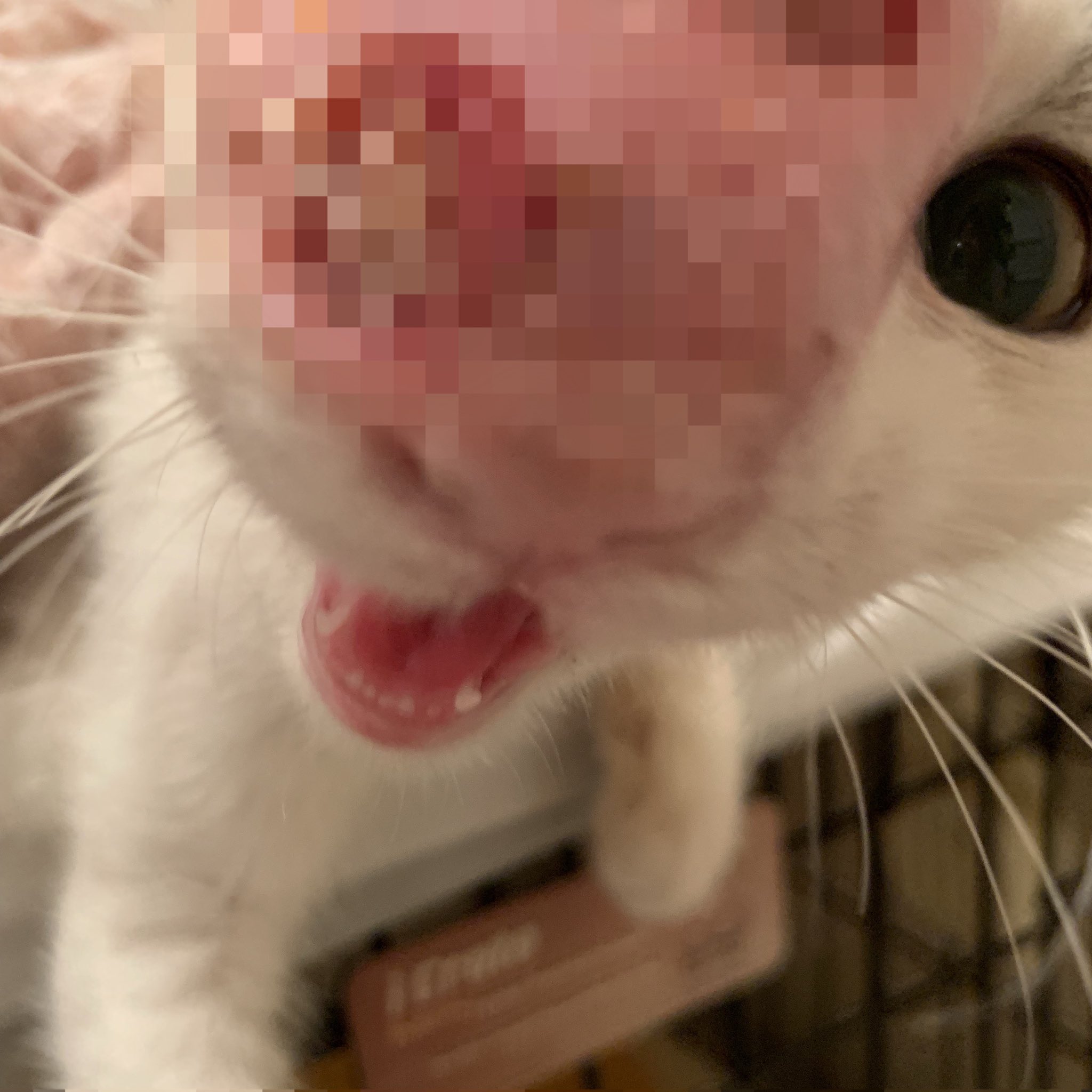 𝗔𝗻𝗶𝗺𝗮𝗹 𝗥𝗲𝘀𝗰𝘂𝗲 𝗦𝗛𝗜𝗥𝗢𝗖𝗨𝗥𝗢 中川区の猫 昨夜保護活動家さん協力のもと 柴野さん Shi8410h と保護 病院へ 今わたしが看病していますが助けたい 今後治療や餌の支援をお願いするかも知れません その時はご協力宜しくお願いします