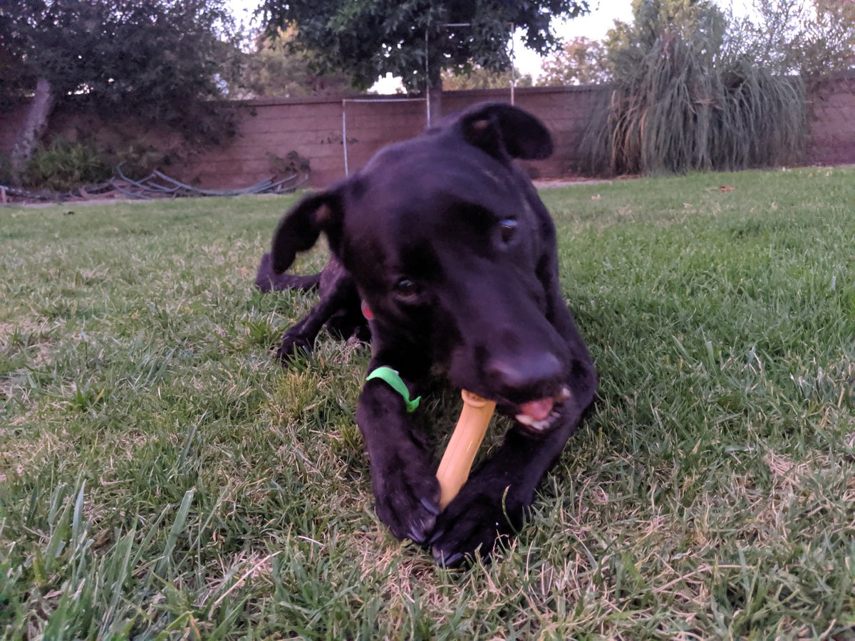 Dominique0318's tweet photo. Hey twitter 💓 we find out more about Jax's condition on Tuesday. until then we are just closely monitoring him and making sure he's okay 💓 Please keep us in your thoughts and prayers. Click the links in my bio to find out how you help🐾 #bestfriend #savejax https://t.co/QzmYDYvSyA