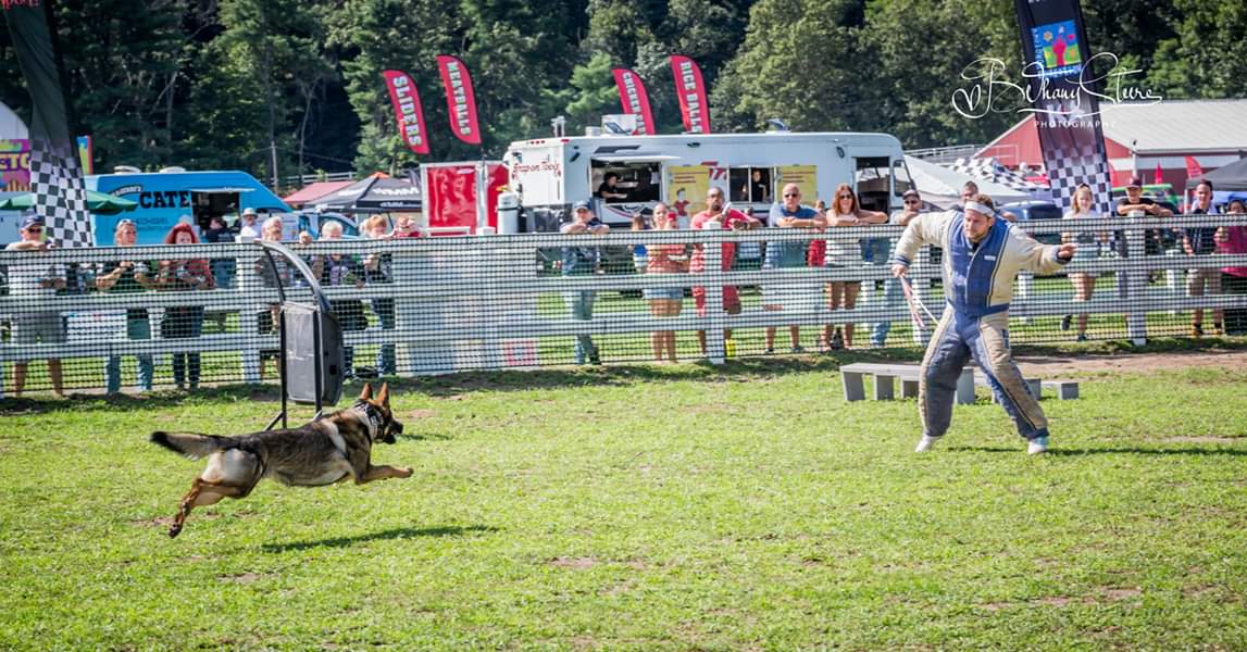 K9 Garry going in for the bite.  Thank you <a href="/BethanySteere/">Bethany Steere Photography</a> for all the great action photos.