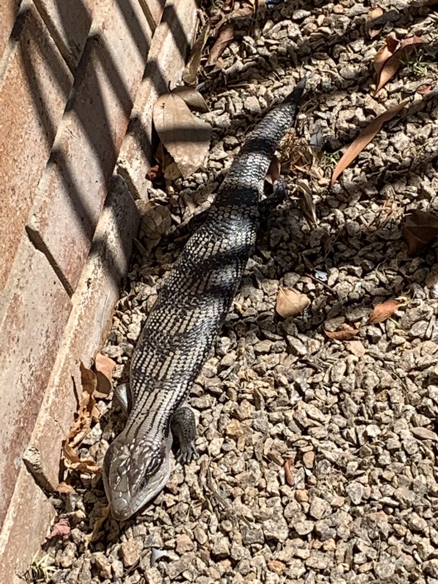 ChipperHuntley's tweet photo. Sharing some rays with a new found friend https://t.co/bJM0HJ5TI3