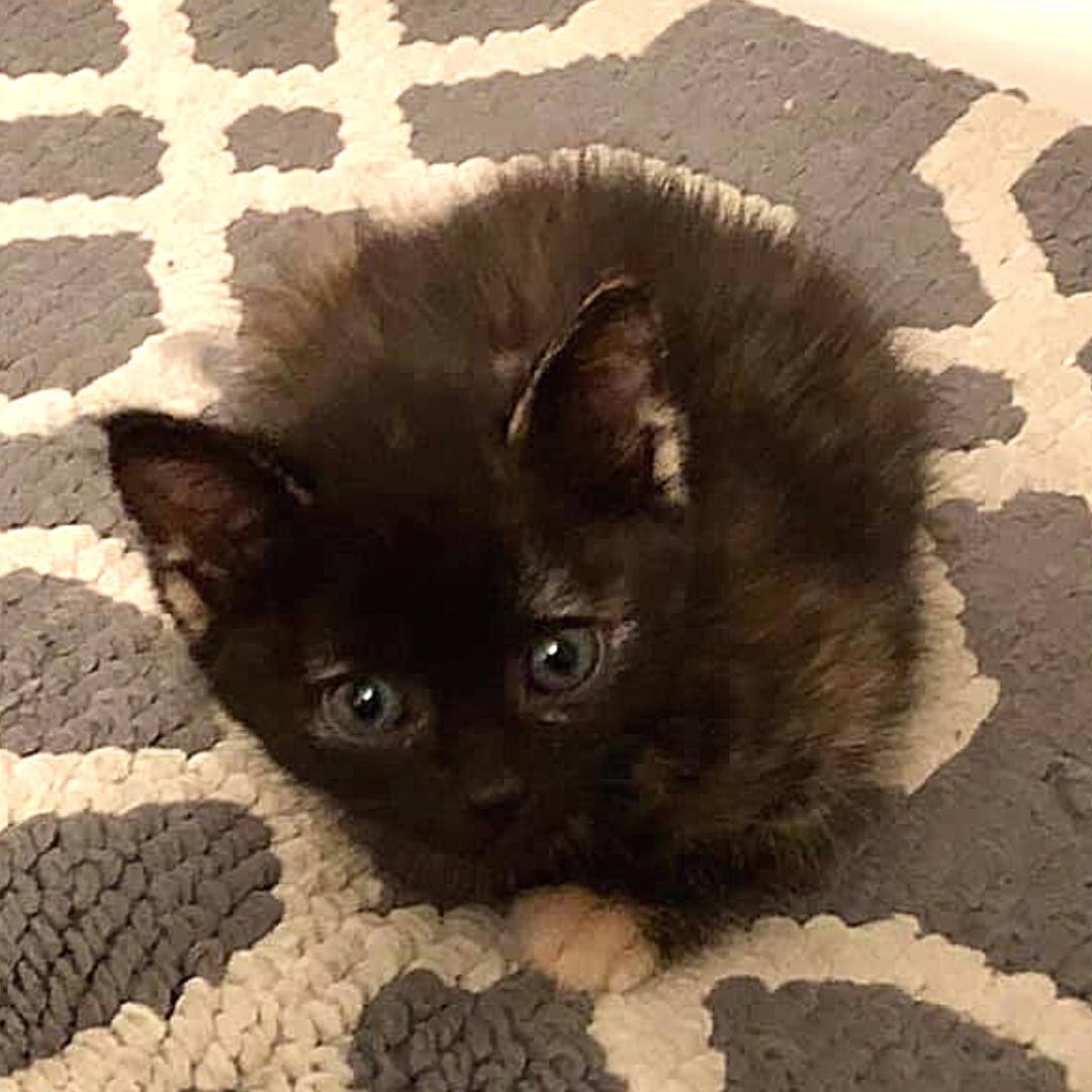 halfthewayhome's tweet photo. How adorable is Nightshade?!
#kitty #cat #cats #rescue #rescuecat #kittens #kitten #kitties #HTWH #SaveThemAll #GetyourRescueOn #adopt #furbabies #adoptme #adoptdontshop #adoptable #catsofinstagram #catlovers #catlover #catstagram #tnr #trapneuterreturn https://t.co/4mdpQatZJB