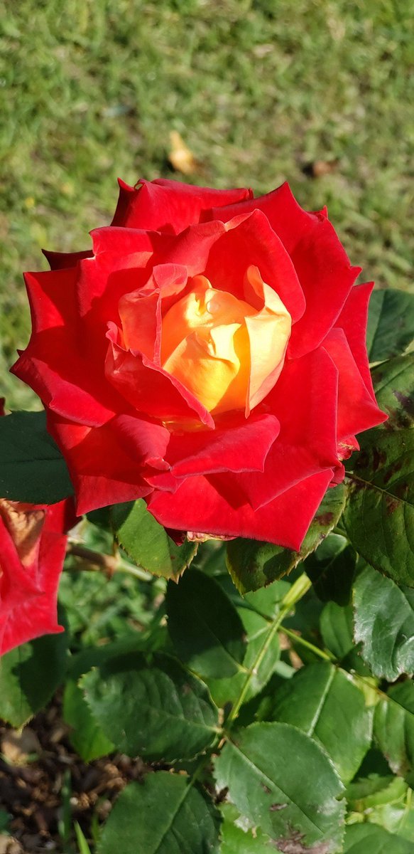 kshitiz97129954's tweet image. Good morning freinds.