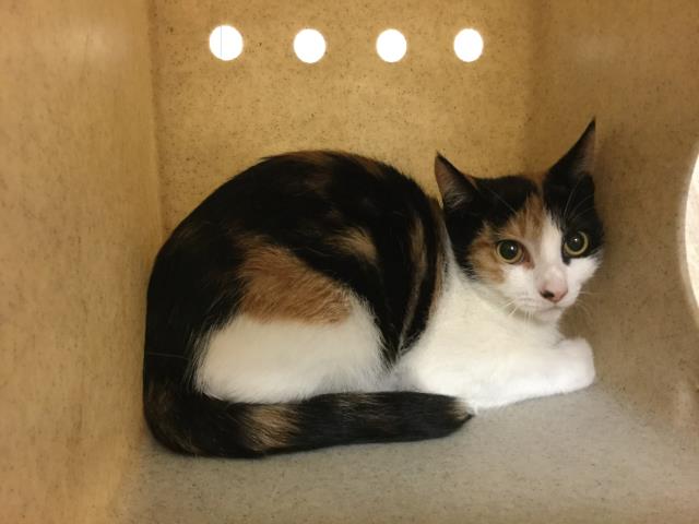 Cutepetsriverside On Twitter Hola I Am A Spayed Female Calico