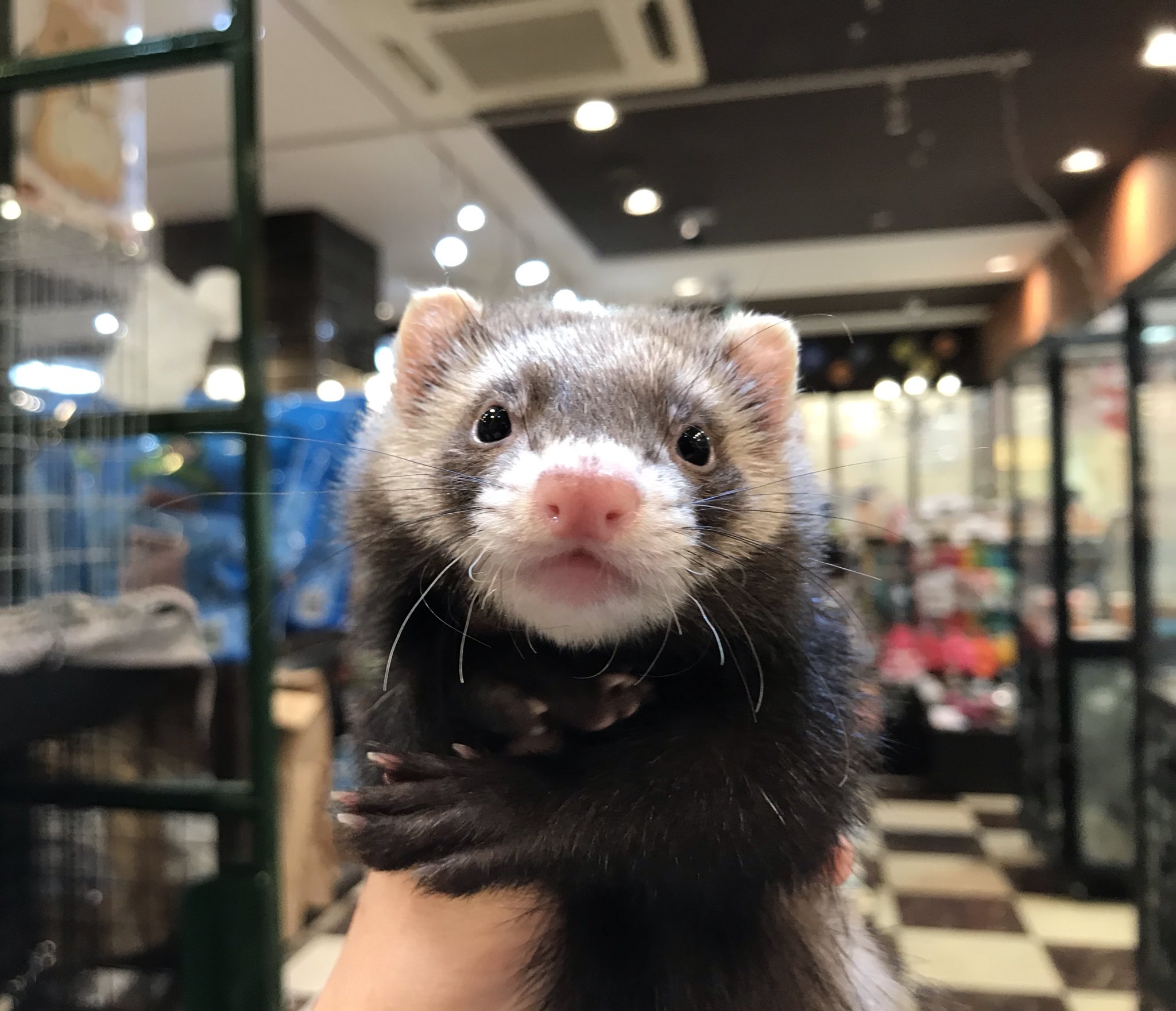フェレットワールドららぽーと店 ６月１２日生まれの マーシャルフェレットのセーブルの女の子 はっきりとしたくまどりと ピンと立った耳とピンク色の可愛いお鼻がチャームポイントの子ですʕ ᴥ ʔ フェレット Ferret マーシャル セーブル 女の子