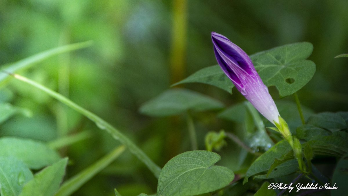 朝顔の蕾