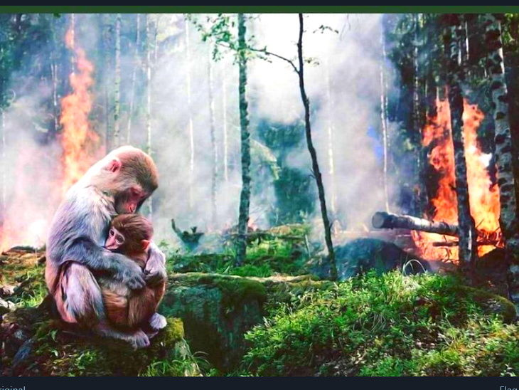 DainikBhaskar's tweet image. #SaveAmazon /अमेजन वर्षा वनों के लिए एकजुटता और प्रार्थना, लोग बोले- बचा लो इसे, दोबारा नहीं उगेगा ये जंगल
bhaskar.com/international/… #AmazonFire