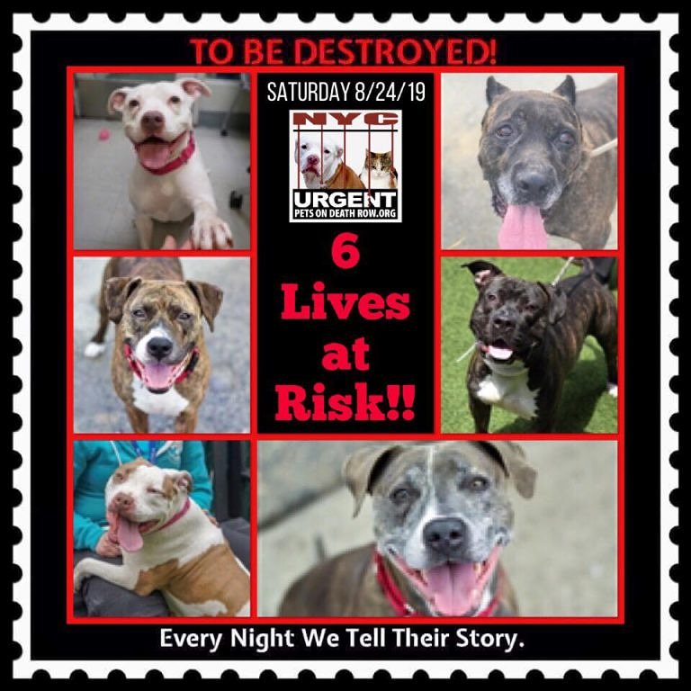 ctmidnightcat's tweet photo. Go here to see all info &amp; make any reservation(s): https://t.co/fJ3fu4T6L9

💔They only have until 12 PM Saturday!
🚨TO BE DESTROYED 08/24/19
#deathrowdogs #NYC #nycdogs #BeAHero #savealife #AdoptDontShop #ADOPT #FOSTER #RESCUE #adoptadog #fosteradog #rescueadog #dogsoftwitter https://t.co/8LbhUi17K8