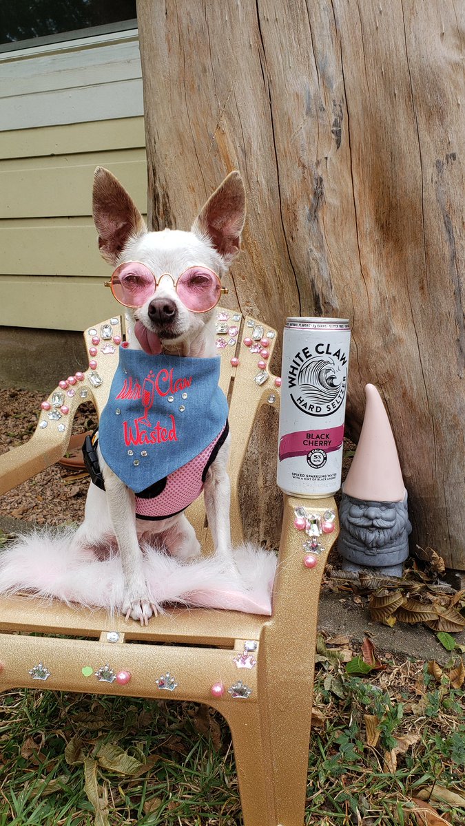 KollarKouture's tweet photo. Don't Judge 💋#whiteclawwasted #whiteclaw #Dazeeslife https://t.co/BO18UjcFWR