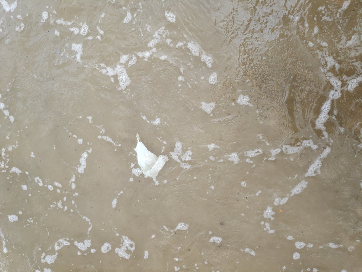 QuirkyEngineerR's tweet photo. We used to go the beach to find seashells, we now only find shells of shame in all the floating plastic. https://t.co/iTI4m72Lrl