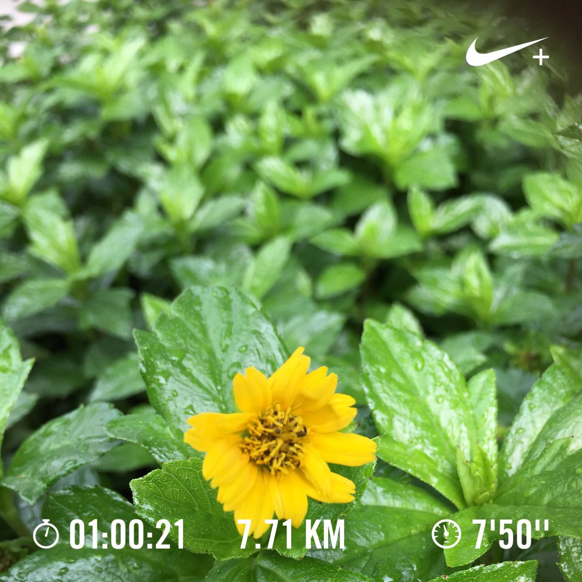 AnitaSelvi's tweet photo. T’was my run after the rain... very refreshing! #nitran #towards1000k #nikerunclub #everyrunhasapurpose https://t.co/jXHAhTBJ9q
