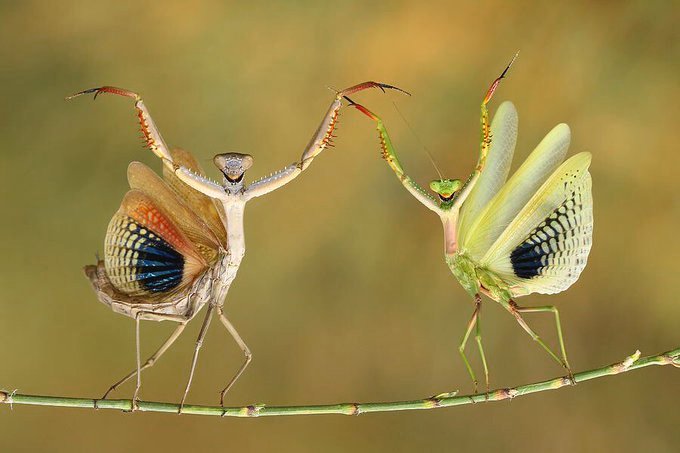 literatura_rte's tweet photo. Two Mantis busting a move  
(Photo: Hasan Baglar)
41 Strange https://t.co/5OcFLThVOZ