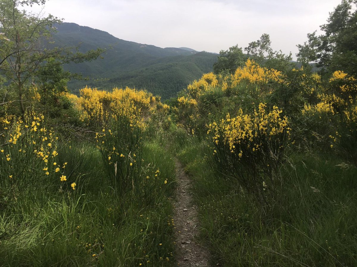 MoW_US's tweet photo. Join us in 2020 as we walk the Sacred Forest in Italy! Applications are now open for our Sacred Forest Pilgrimage! For full information and application visit, https://t.co/hfmGuo3PbI https://t.co/ngPMk1dO4C