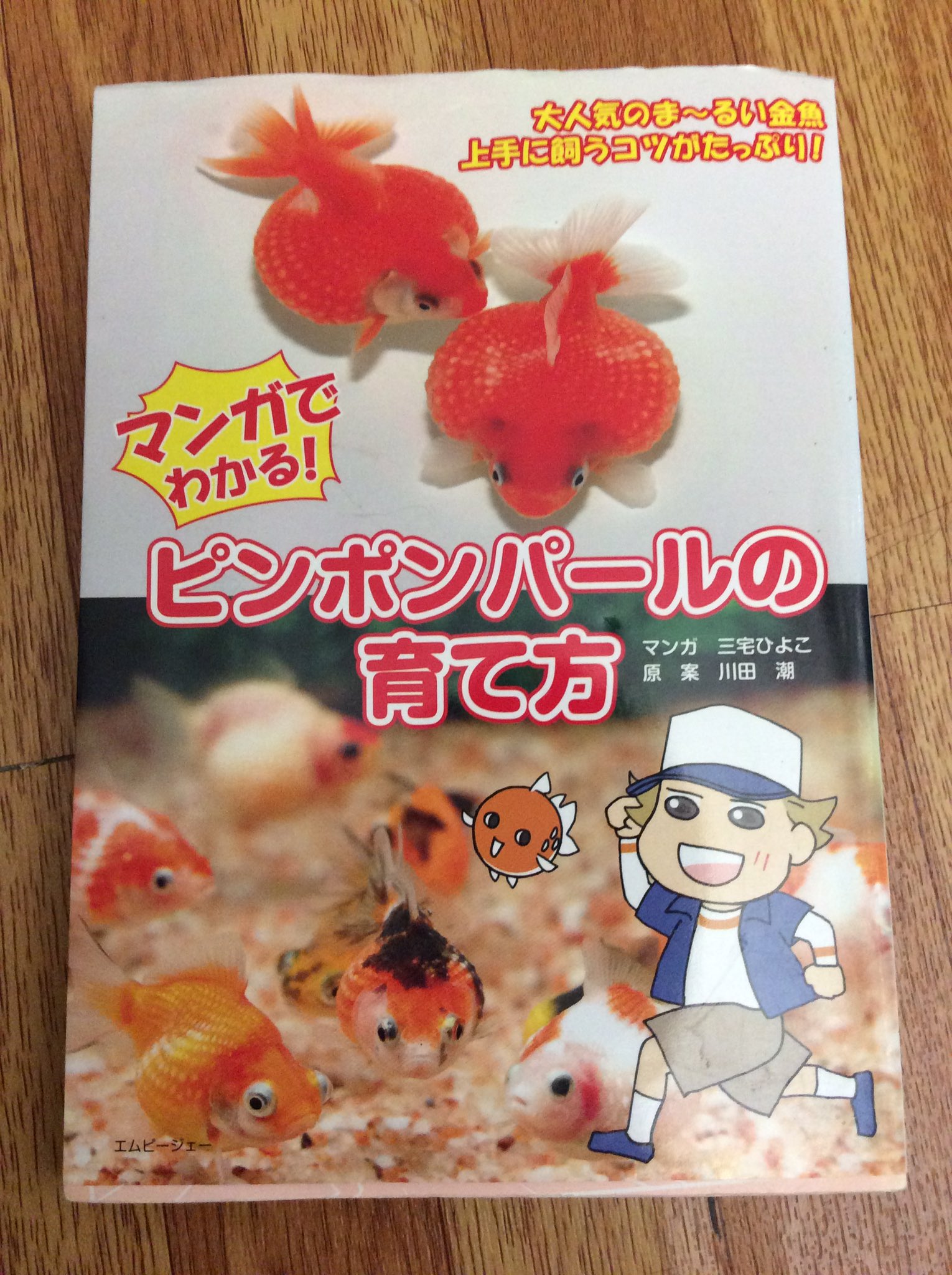 تويتر ナンシー ｃｈａｎｇ على تويتر たしかに おっとっと って感じに尻が浮き気味 まめだけ理想のピンポンパール体型をクリア 初めはいつまでも小さいままで心配だったけど まん丸に程よく成長した T Co Fdmt97ghdh