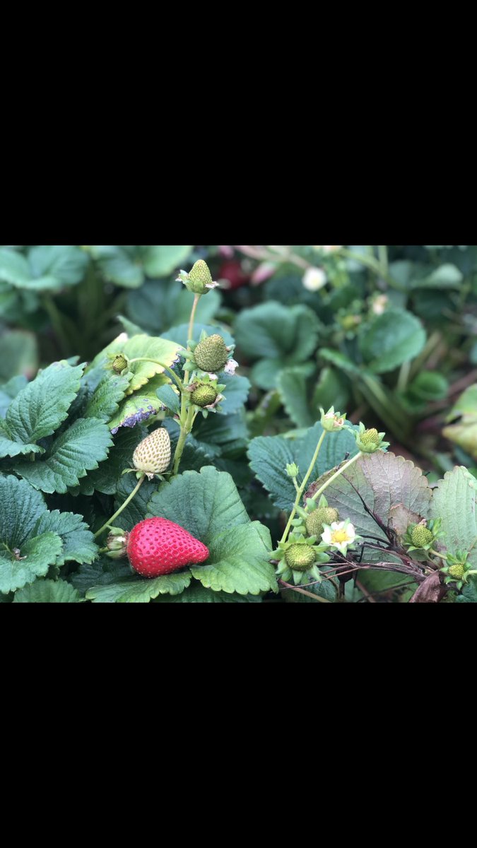 Kevin M Kimbrough tweet media