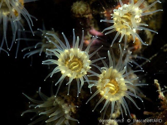 DORIS_ffessm's tweet photo. Mise à jour iconographique sur la fiche #DORIS de la petite anémone encroûtante grise, endémique de #Méditerranée.
Epizoanthus paxii Abel, 1955, https://t.co/5UtCzwQ2ey
#Cnidaire #Anthozoa #biodiversite #polypes https://t.co/dUniBw6uG5