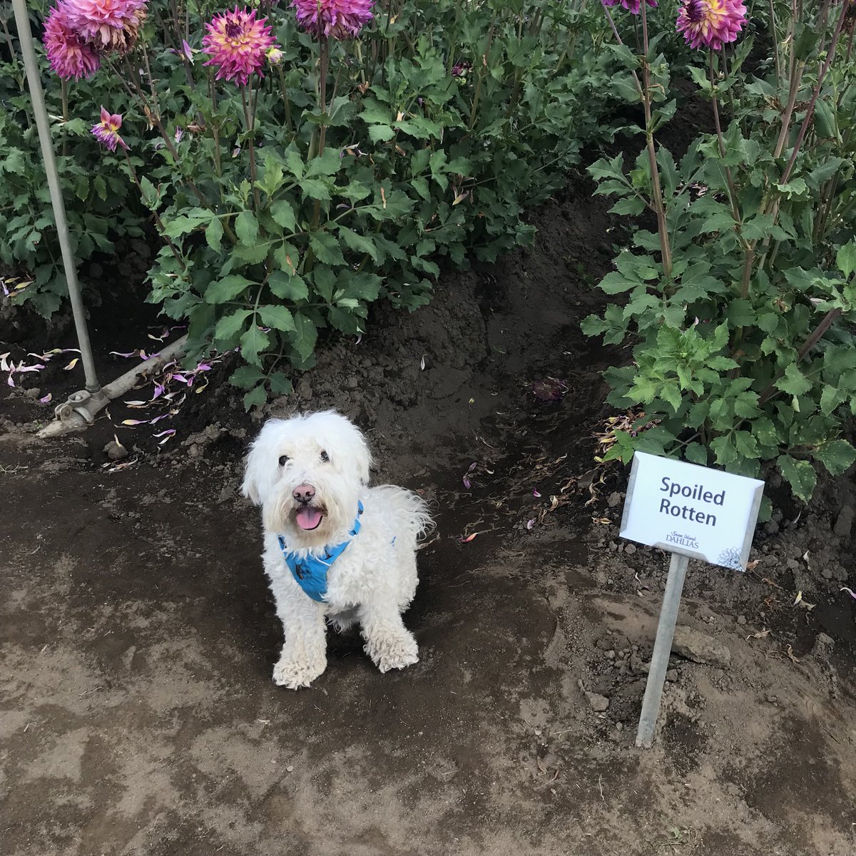 Not sure why I had to pose in front of this one...Mum said it reminded her of me??? 🤷🏼‍♂️
.
.
#pup_pup #swanislanddahlias #swanislanddahliafestival #dahlia #canbyoregon #pnwwonderland #flowerpower