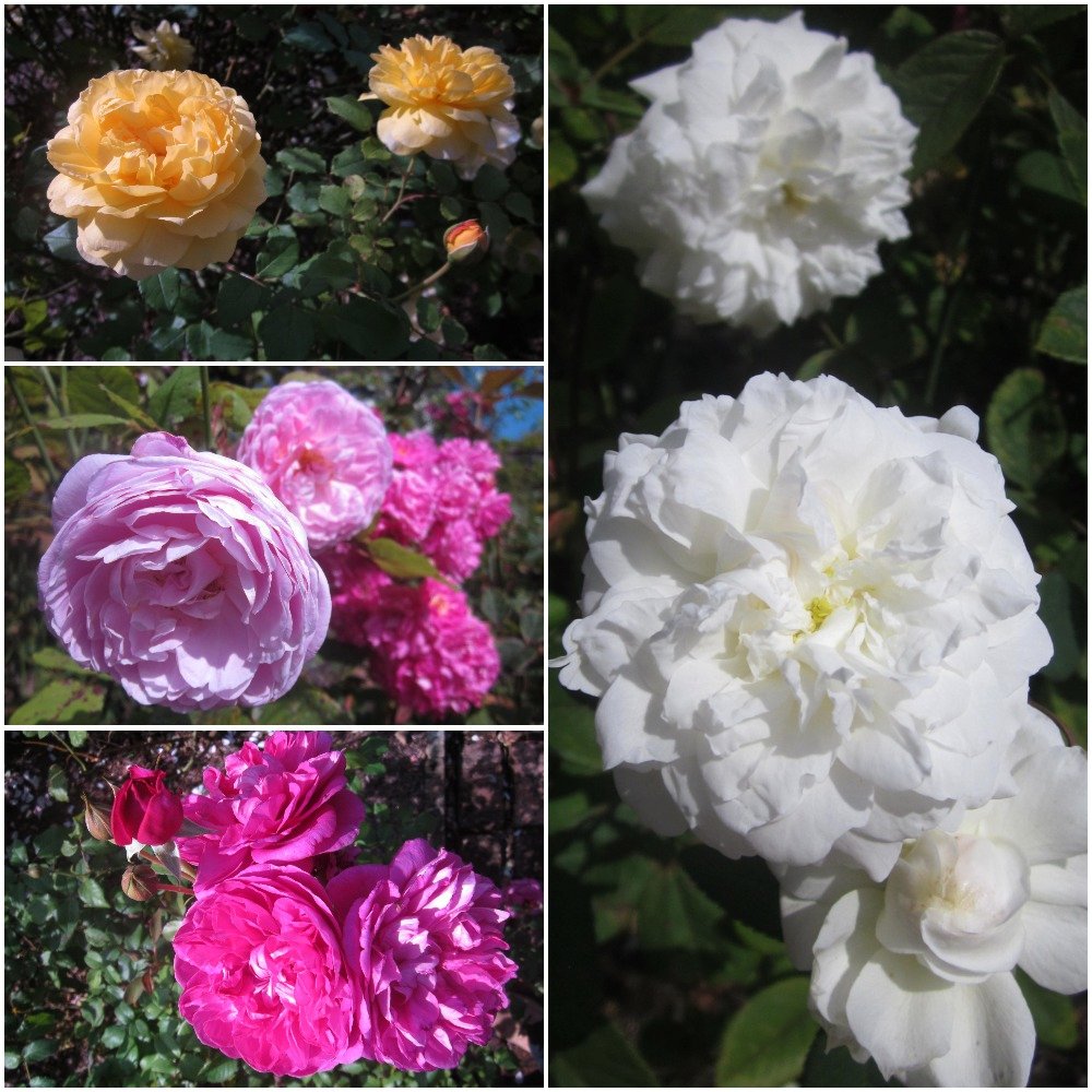 Remy Dean 🏴☠️ (@deanauthor) on Twitter photo a little late in the summer perhaps, but the #roses🌹 <a href="/BodnantGardenNT/">Bodnant Garden NT/YG Gardd Bodnant</a> are still putting on a spectacular scenty show in the sunshine this #BankHolidayWeekend a little late in the summer perhaps, but the #roses🌹 <a href="/BodnantGardenNT/">Bodnant Garden NT/YG Gardd Bodnant</a> are still putting on a spectacular scenty show in the sunshine this #BankHolidayWeekend