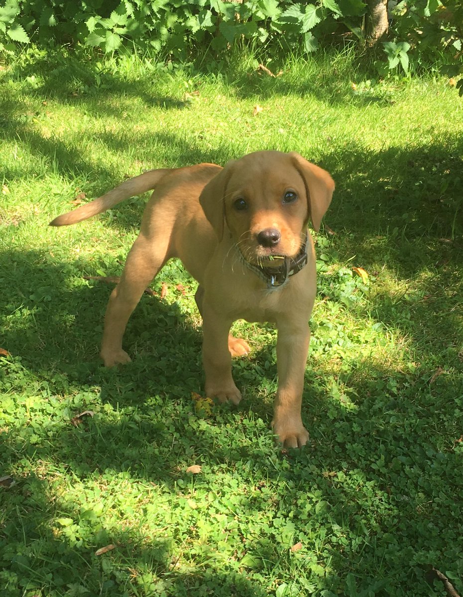 Julian_John_'s tweet photo. #BonJon looking beautiful this morning! She’s a good girl. 🐾🐶 https://t.co/4bnkkqjjMS