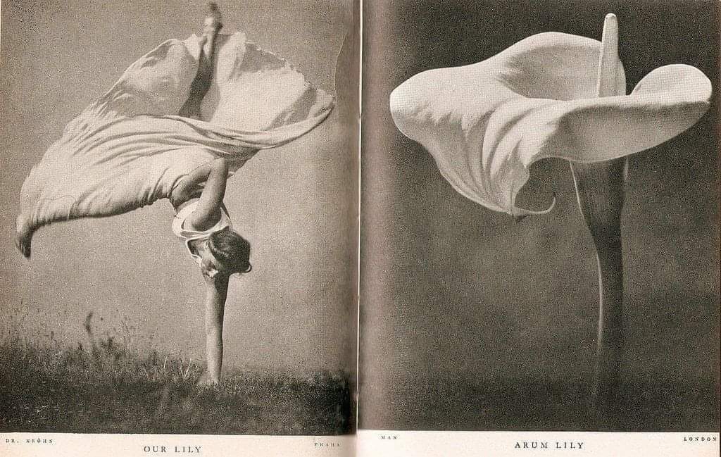 AnaDApuzzo's tweet photo. Our Lily, Arum Lily, Stefan Lorant, Photography, 1937. https://t.co/r8gTmomMYa