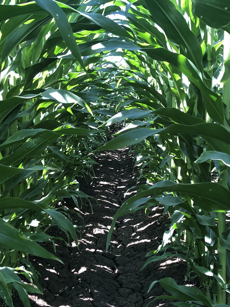 Pioneer 1467. Looking good.