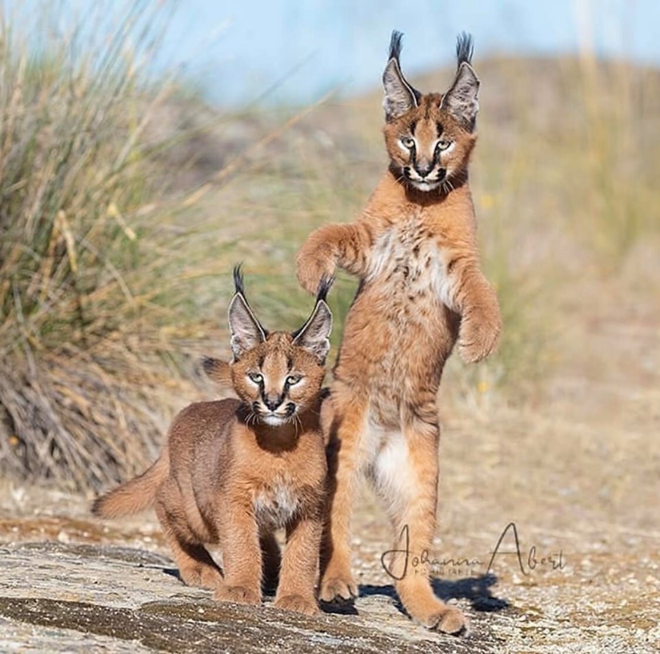 Caracal, caracal caracal, 6 meses de idade