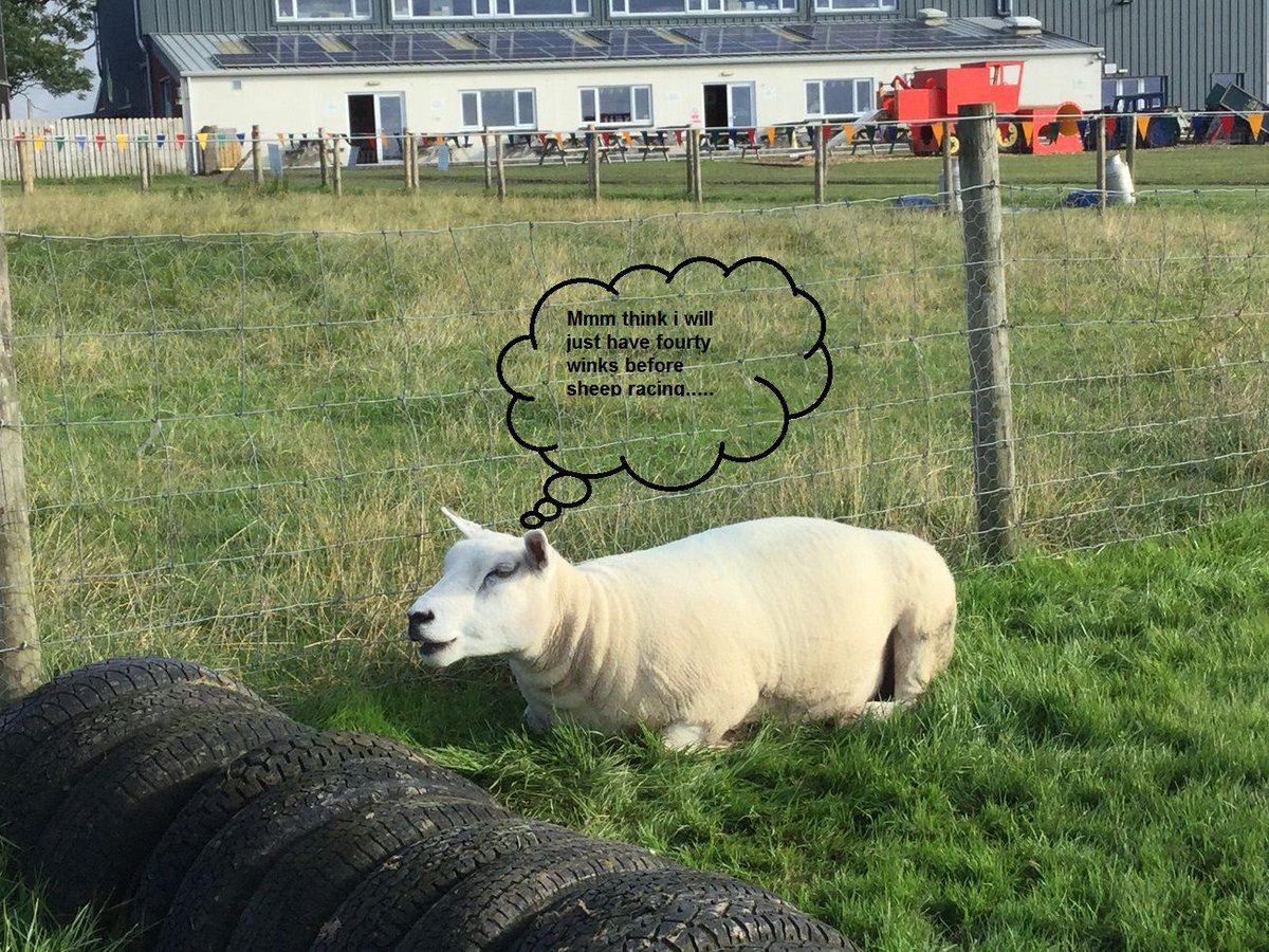 WalbyFarmPark's tweet photo. Lazy Hazy days of summer....... #sheep #sheepracing #nap #farm #farmer https://t.co/N87oMIozl0