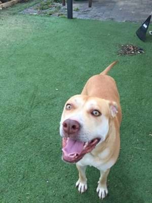 ms_dingo's tweet image. my @SavourLife  purchase is helping dogs like Chuppy from WA Pet Project find a forever home.