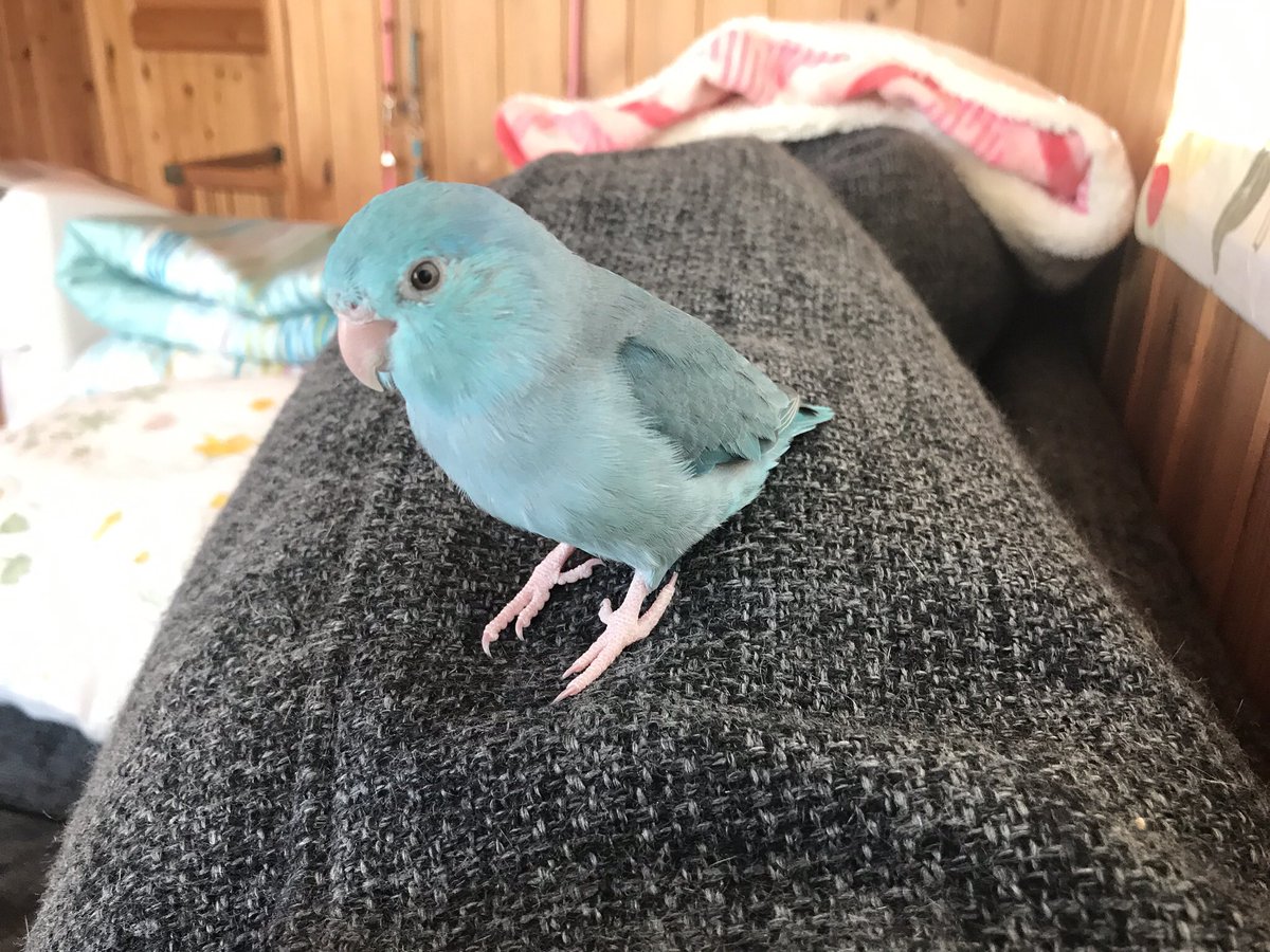 マメルリハインコの種類や飼い方 かわいい鳴き声も紹介 インコ オウムとのハッピーライフ