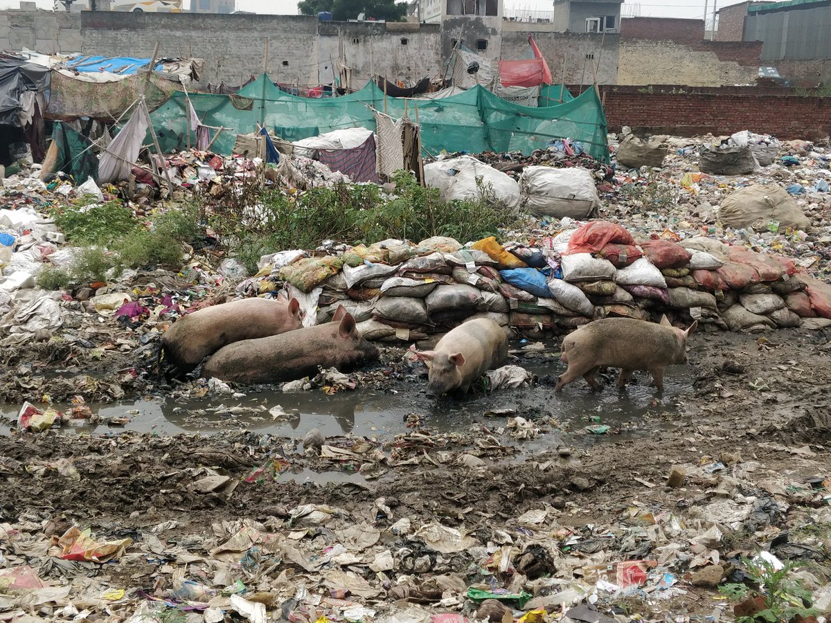 smwnair's tweet photo. @dm_ghaziabad Plastic mini dumpyard &amp; unknown business going on alongside NH24/9. Pigs &amp; plastics foul smell dumpyard near @AmrapaliVillage no officials taking action - why? Any big shot involved? @UPPCBLKO @CPCB_OFFICIAL @CMOfficeUP @nagarnigamgzb @fedaoagzb @swachhbharat https://t.co/bQ3fuMkJgl