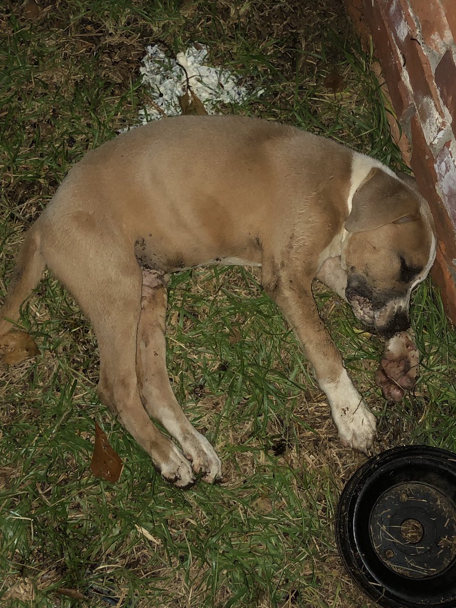 redd_lee's tweet image. I miss my puppy #LongLiveDjango #AintDatMuchLoveInTheWorld