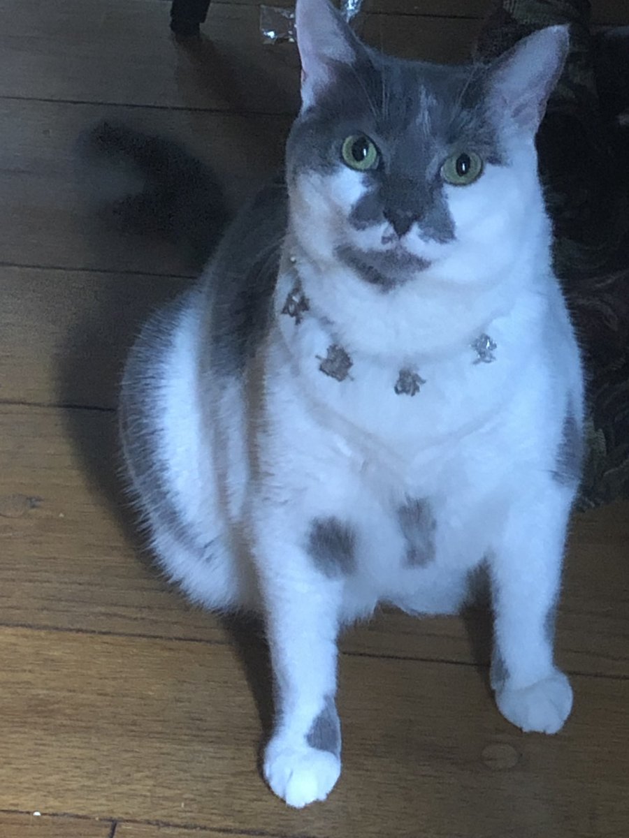 Dame Penny Fuzzybottom got her present for International Cat Day. She has more sterling around her neck than I do ! https://t.co/CffaC2Qagh