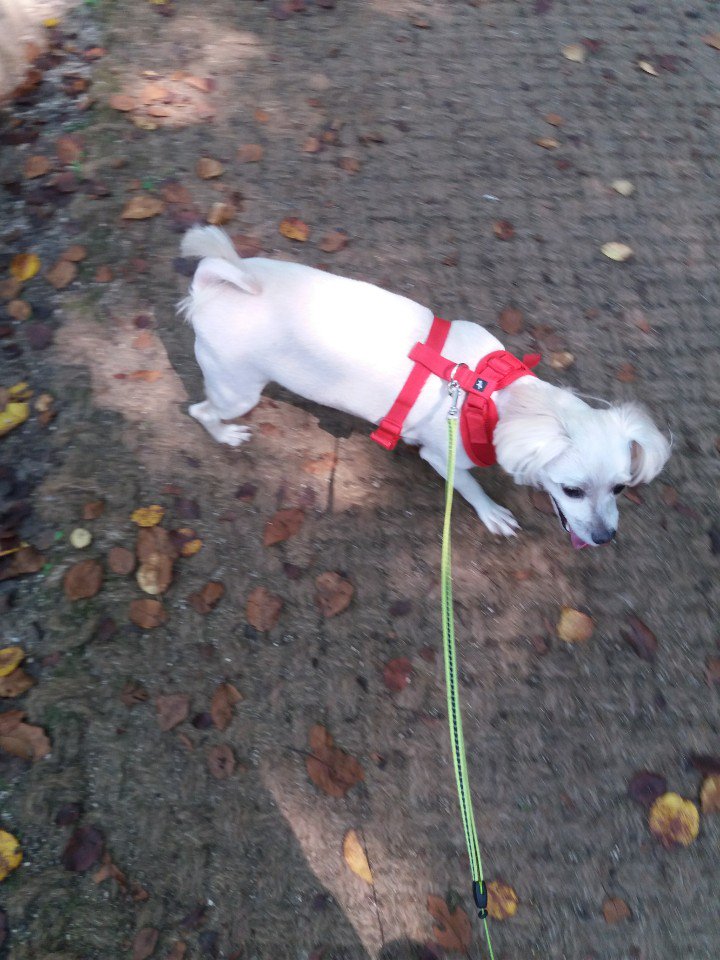 코코♡ tweet media