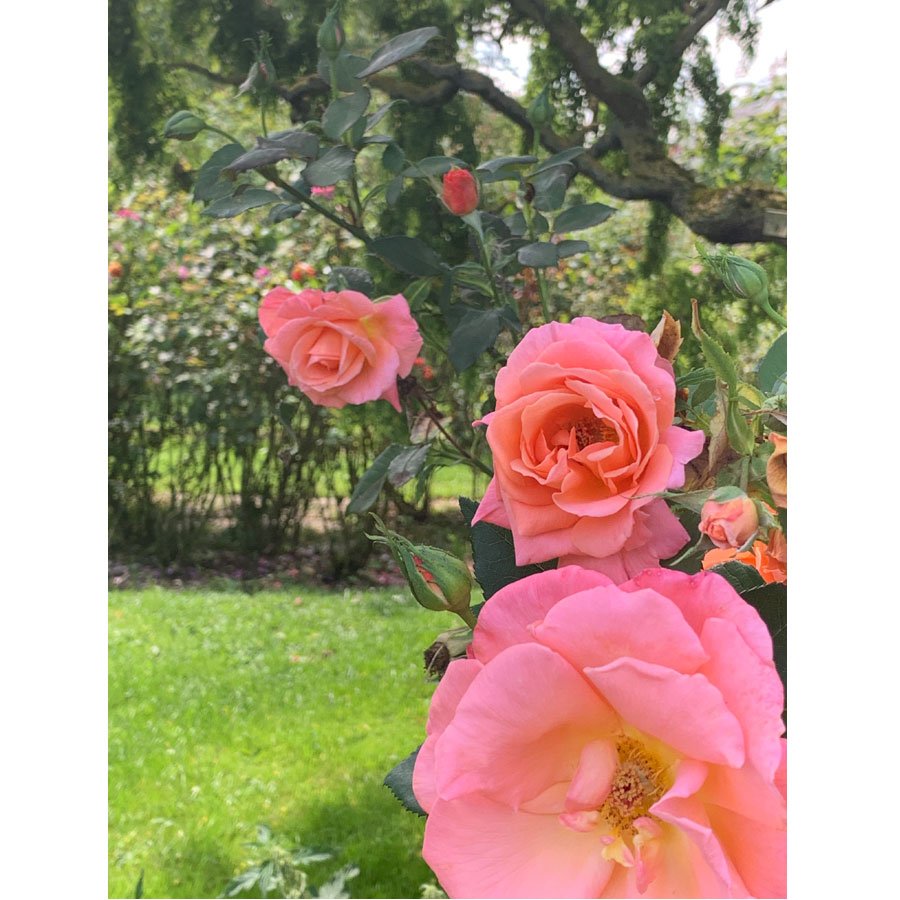 blended_monkey's tweet photo. These beautifully coloured roses have been quite prolific this year ... I pruned them fairly harshly earlier in the year, and it seems to have done them some good.
#rosebed #roses #pinkroses https://t.co/ODOI8BCeJh