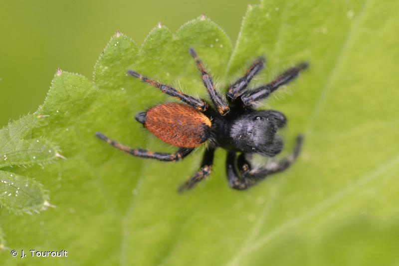 Les Carrhotus xanthagramma, des araignées sauteuses, ne s'appellent pas comme ça en raison de leur couleur orange rappelant la carotte, car carotte se dit carota en latin selon google. Mais du coup, je ne connais pas leur étymologie, donc si vous savez...