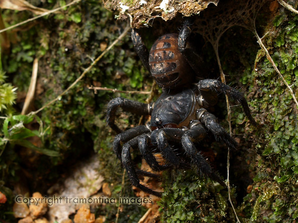 Les Mesothelae sont des araignées très primitives, n'ayant pas de venin. Elles ne sont ni des aranéomorphes, ni des mygales ! Elles vivent dans des terriers fermés par des clapets (trap door) en Asie du sud Est.