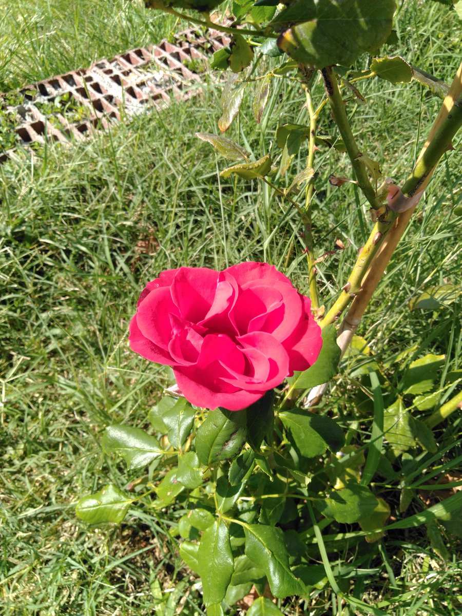 Hayırlı Hafta Sonları ALTİNYOL APART PANSİYON 😎 altinyolpansiyon.business.site/?utm_source=gm…