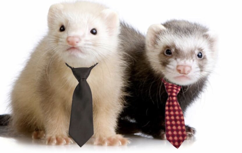 FilhamFerrets's tweet photo. One thing we can guarantee today is we will look smart! #ferrets #smart #allthegear https://t.co/gPjwL8nQpy