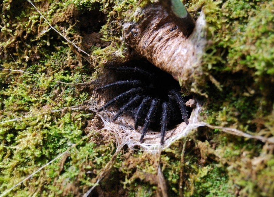 Les Mesothelae sont des araignées très primitives, n'ayant pas de venin. Elles ne sont ni des aranéomorphes, ni des mygales ! Elles vivent dans des terriers fermés par des clapets (trap door) en Asie du sud Est.