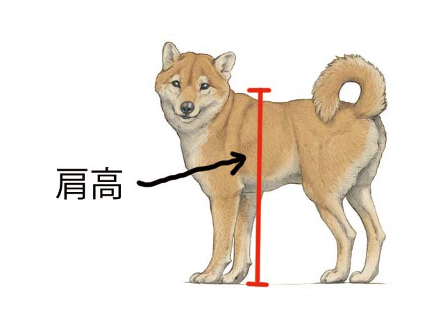 肩高