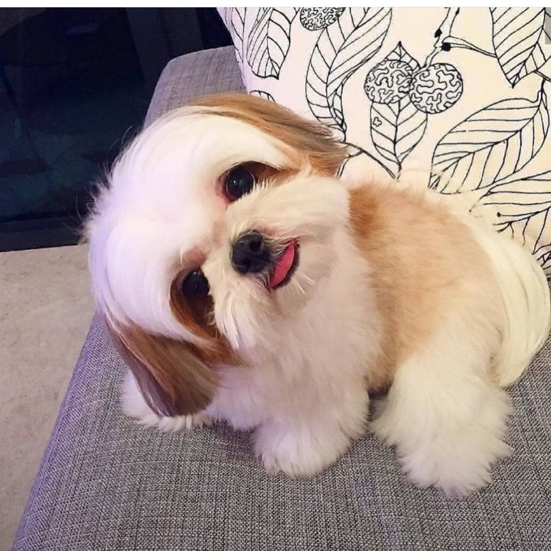 ushmoore's tweet image. Available for new home.