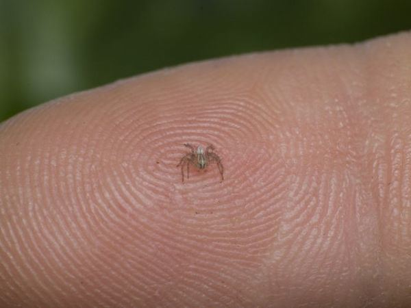 Patu marplesi est la plus petite espèce d'araignées, pouvant faire moins d'un mm à l'âge adulte. Sur la photo, une espèce proche, P. digua