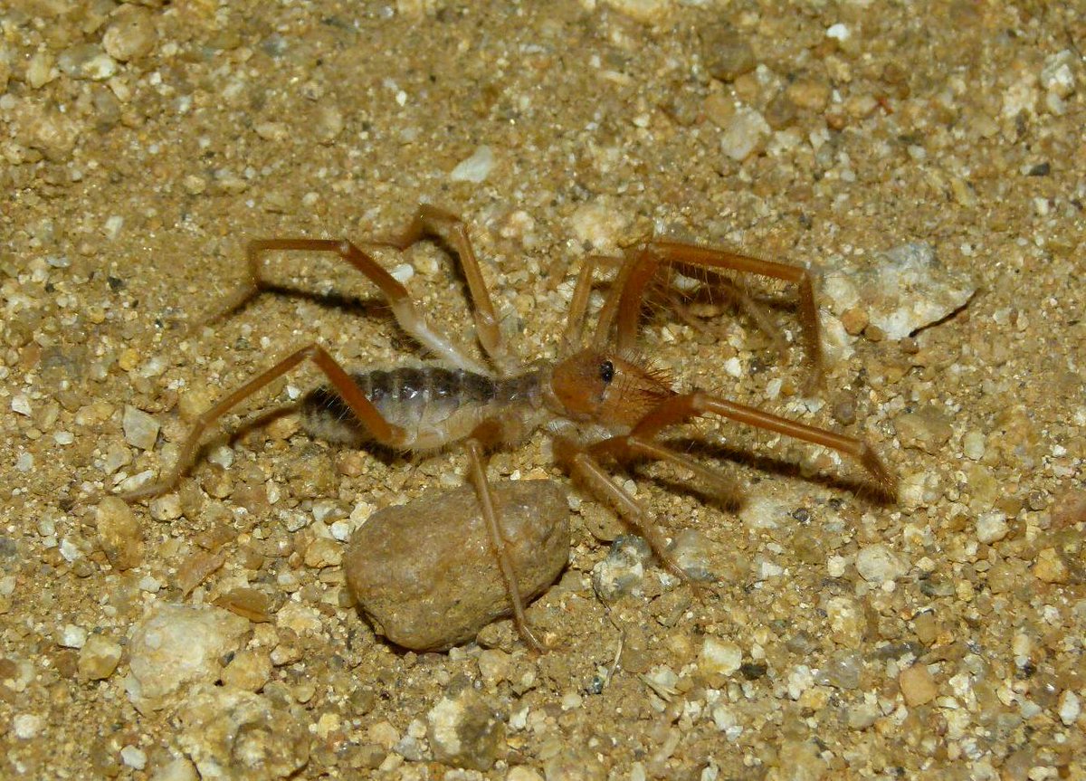 Ni les araignées chameaux ni les araignées d'eau ne sont des araignées ; les premières sont des arachnides nommées solifuges (Galeodes sp. photo 1) et les deuxième sont des punaises, donc des insectes (Gerris lacustris, photo 2) même s'il existe bien quelques araignées aquatiques