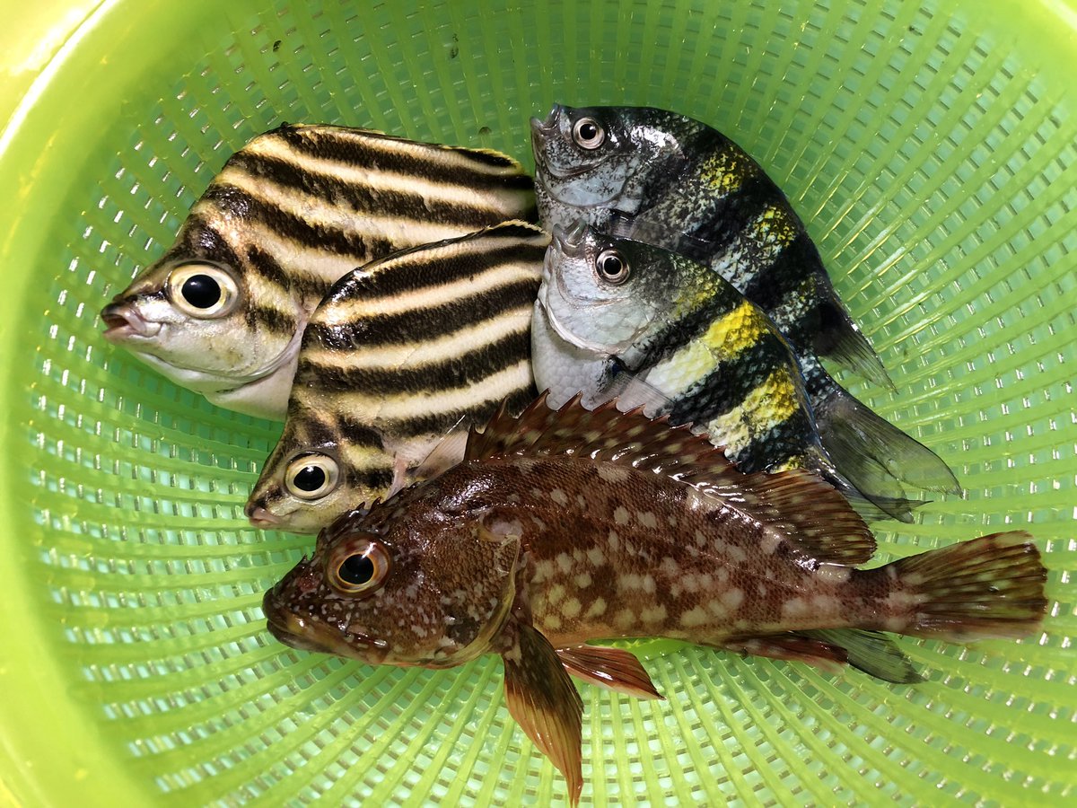 たっきー Wakabakundaro Twitter