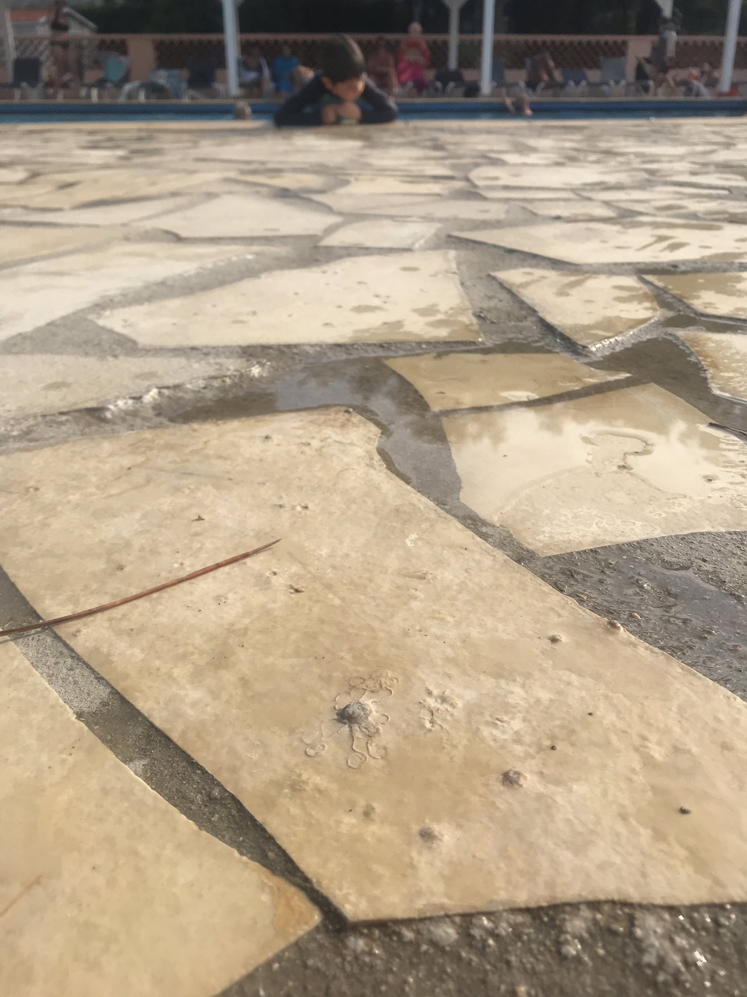Dr Jodie Fisher on X: Fantastic pool side geology in the south of France  #brittlestar #solnhofen #jurassic #gassin t.convvxTn2lOG  X