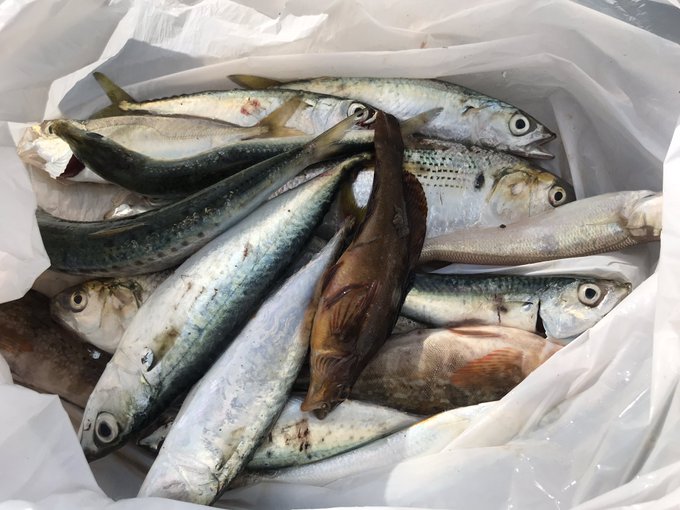 今日は友達と釣りいってきた! 