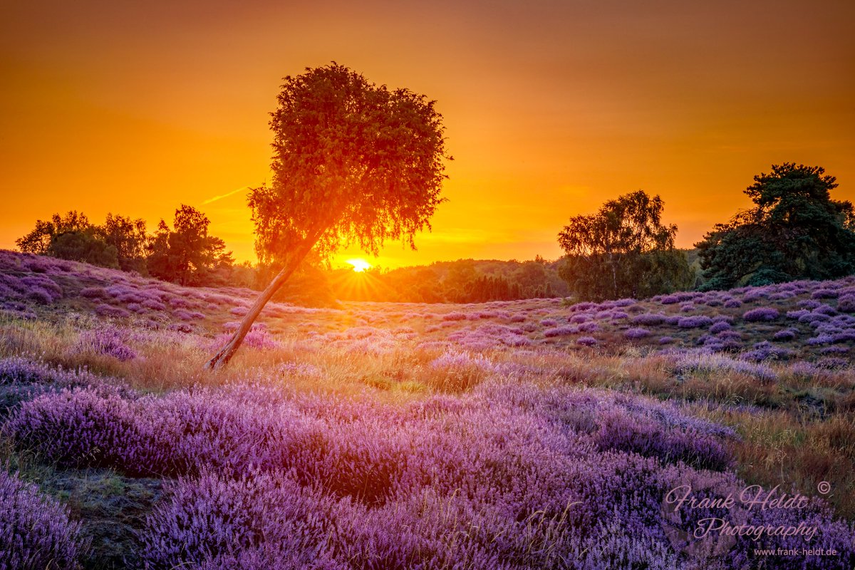 Die Heide brennt...

 #natur #sommer #westrup #halternamsee #sonnenuntergang #sunrise #wdr2 #sommer #westruperheide #nice #flower #nrw #cute #love #nature #natures #canon #ig_nrw #landschaft #summerfeeling #wdr #summer 
© Frank Heldt