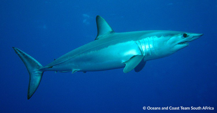 CITES Parties agreed to include #CMS listed mako sharks in #CITES App II, aiming to control international trade and to improve data for sustainable population management <a href="/CITESCoP18/">CITES CoP18</a> @SharksMOU <a href="/SharkAdvocates/">Shark Advocates</a> @IUCNshark @WWF_sharks
@hsiaustralia
@hsiglobal <a href="/IFAW/">ifaw</a>