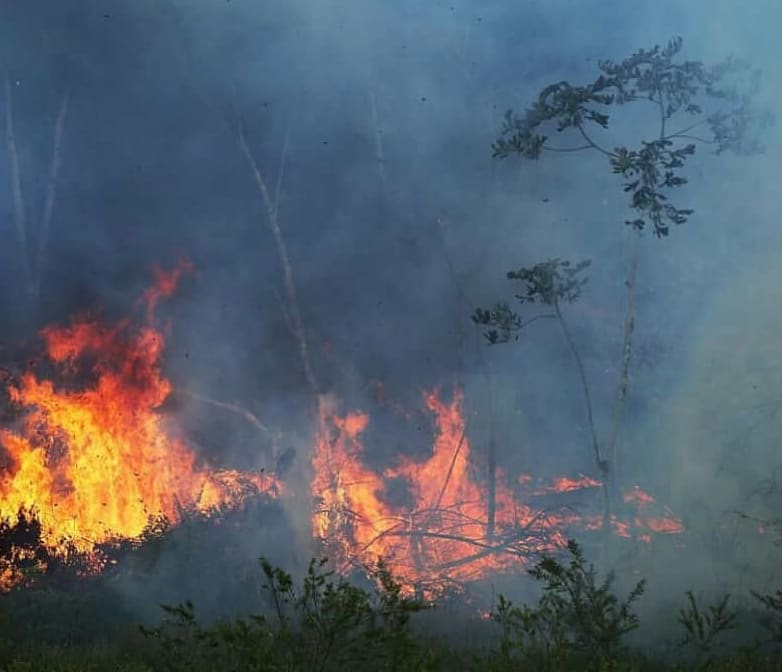 eco_fighters's tweet photo. We need to spread awareness and save the precious ecosystem that is the Amazon.This needs to stop
#takeaction #thisisgettingreal #amazonfire https://t.co/Dgv8yWmoua