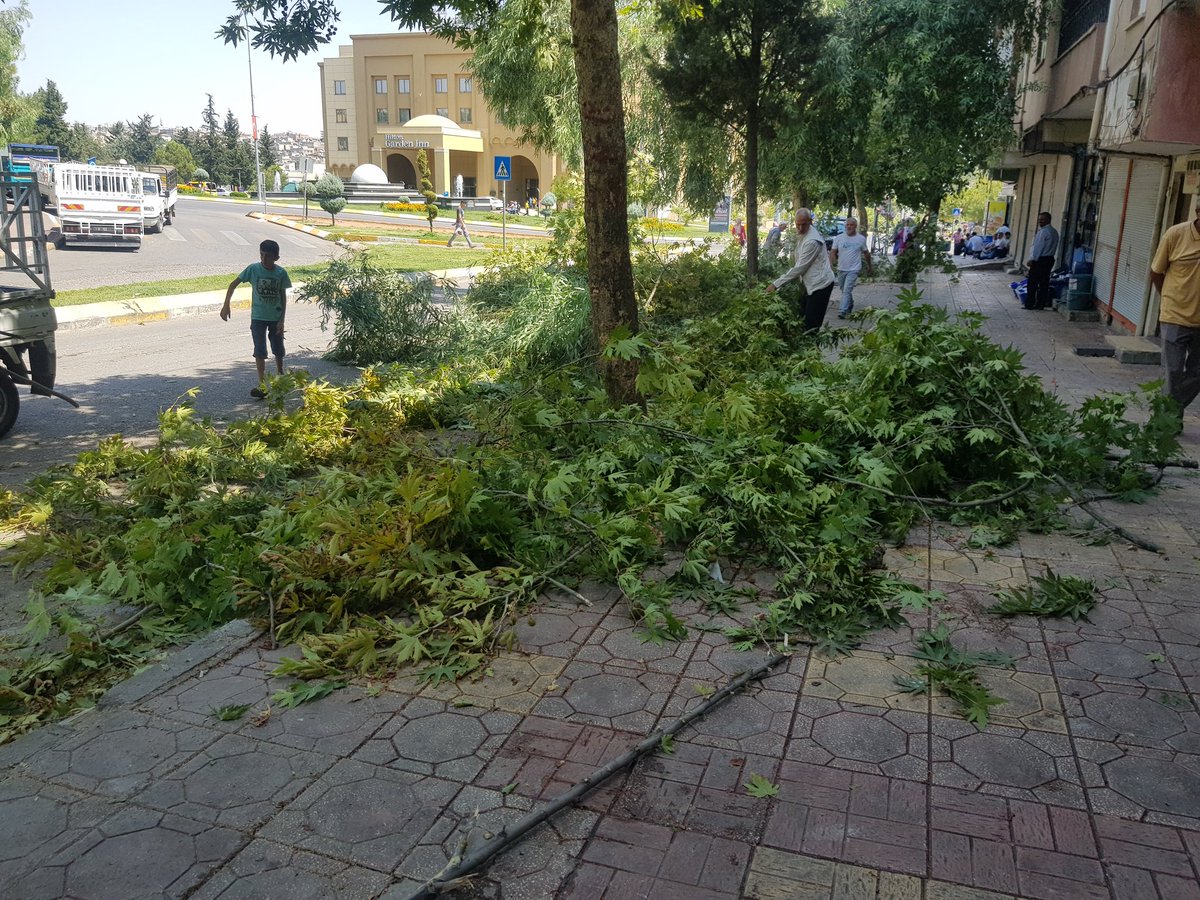 SANLlURFA's tweet photo. Haleplibahce'de Dadaş elektrik tellerin arasına giren tüm ağaçların üstünden keserek, ağaçlarin büyümesine ve gelişmesine engel oldu. 

@Abdullah_Erin47

@zabeyazgul

@byildiz63

@RTErdogan

@sarmismehmet

@farukakbas330 https://t.co/hNmeEhhccH