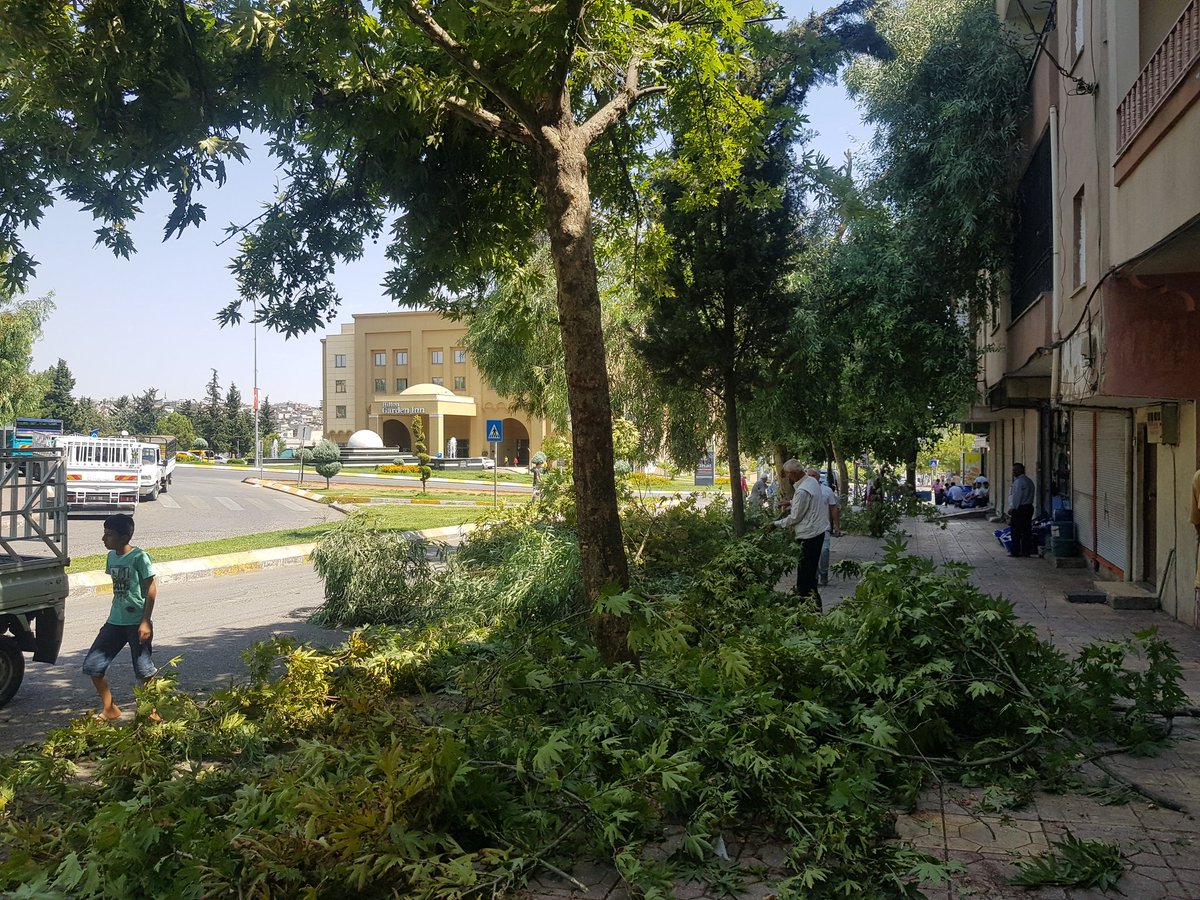 SANLlURFA's tweet photo. Haleplibahce'de Dadaş elektrik tellerin arasına giren tüm ağaçların üstünden keserek, ağaçlarin büyümesine ve gelişmesine engel oldu. 

@Abdullah_Erin47

@zabeyazgul

@byildiz63

@RTErdogan

@sarmismehmet

@farukakbas330 https://t.co/hNmeEhhccH
